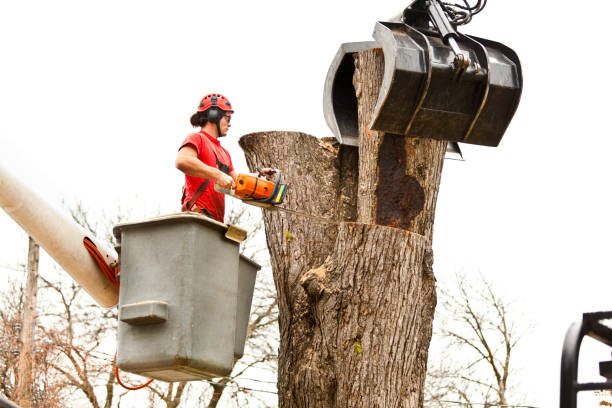 How Our Tree Care Process Works  in  Orem, UT